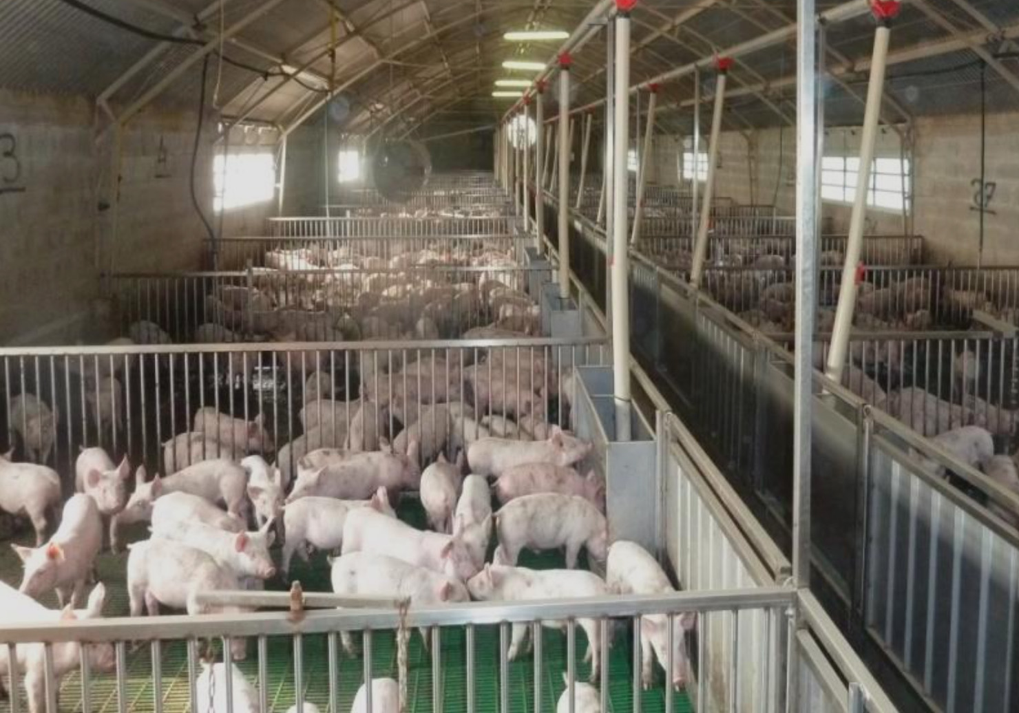 Swine and Wine News October 2024