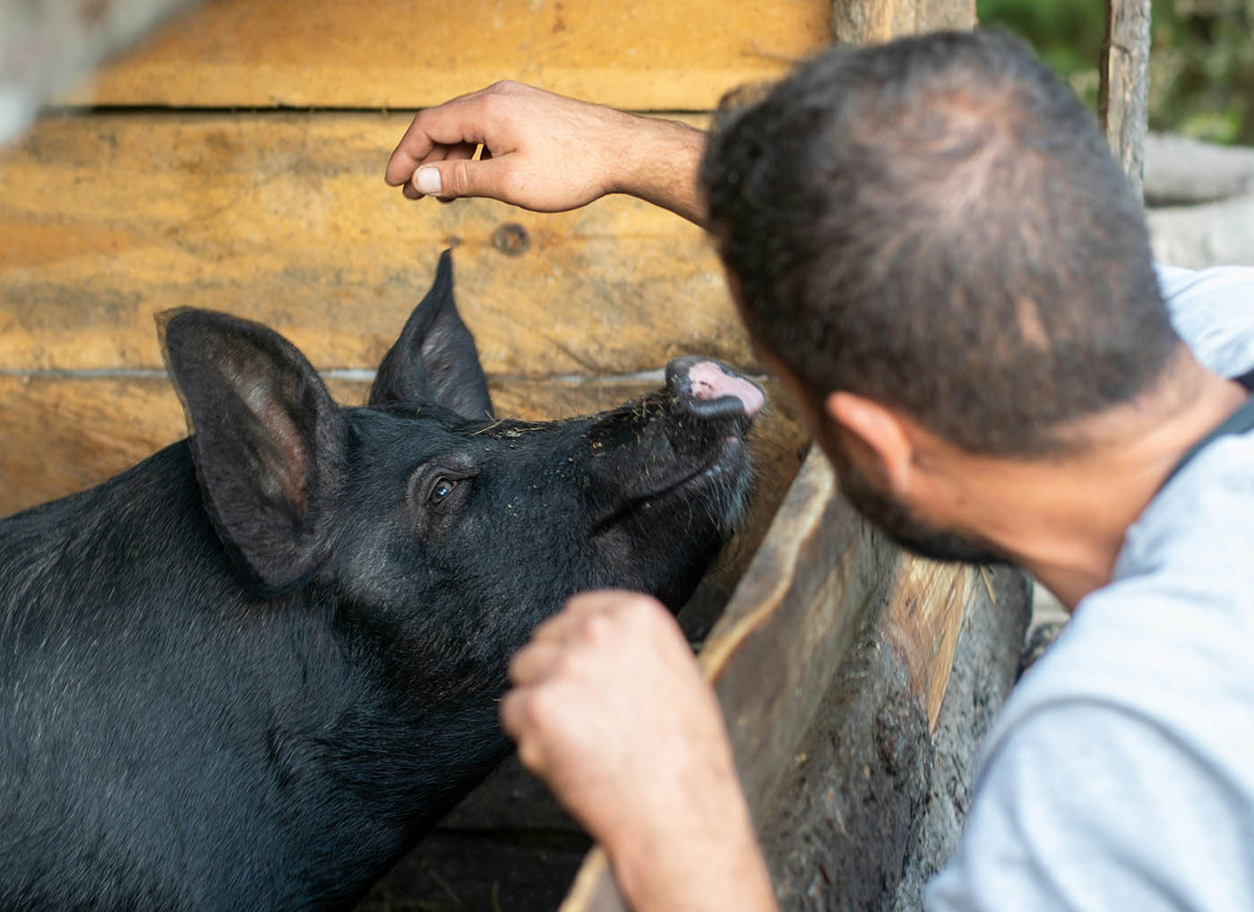 Swine and Wine Group consulting